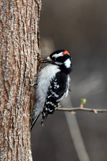 istock Male Downy Woodpecker and a spider 1483427104
