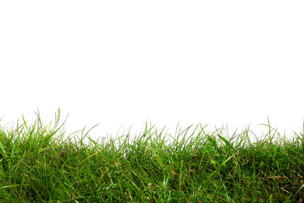 istock Green Grass Border isolated on white Background 1483428074