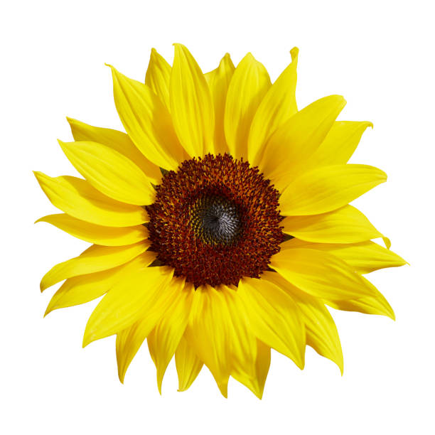 istock Sun flower isolated on white background 1483428300