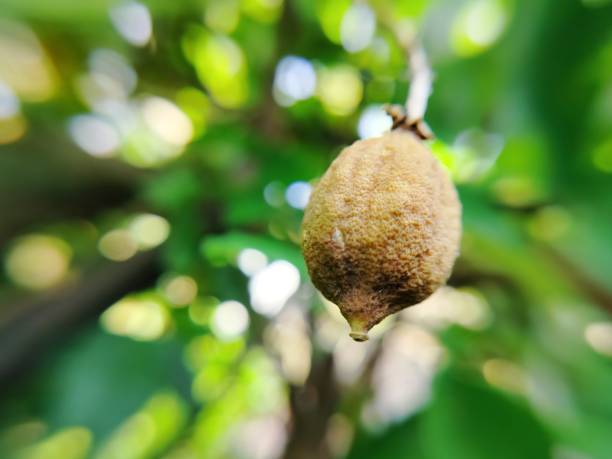 istock texture of dried lemon fruit 1483429074