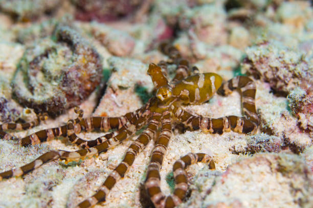 istock An orange white striped wonderpus octopus on sandy bottom 1483430921