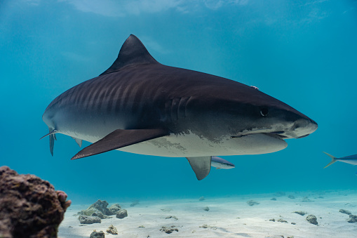 An adult tigershark roaming clear blue waters with smaller fish in tail