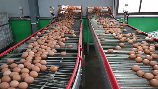 Modern Smart Agricultural Egg Production Line