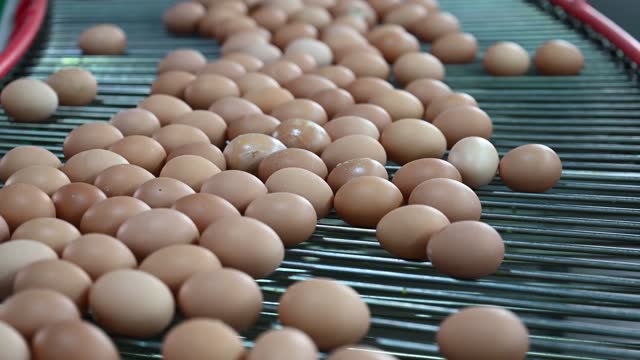 Automated egg production