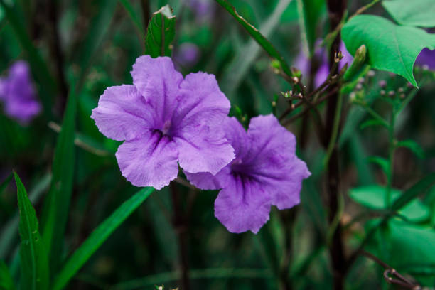 istock Kencana purple flower 1483440097