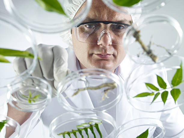 istock Scientist Examining Petri Dishes 148344139
