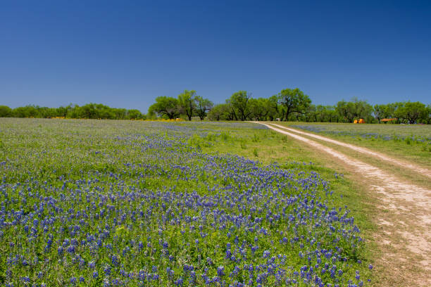 istock A field of Texas Bluebonnets 1483441572