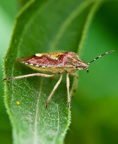 sugarbeet stink-bug(Dolycoris baccarum) on a leaf