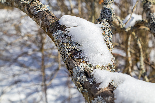 Snow on a tree branch in winter