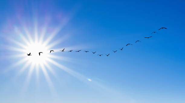 istock Migrating birds flying in a curved formation autumn concept 1483443781