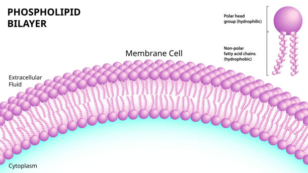 ilustraciones, imágenes clip art, dibujos animados e iconos de stock de estructura de la bicapa de fosfolípidos en la membrana celular - ácido grasos