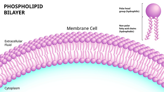 Structure of the Phospholipid Bilayer in the Cell Membrane - Medical Vector Illustration