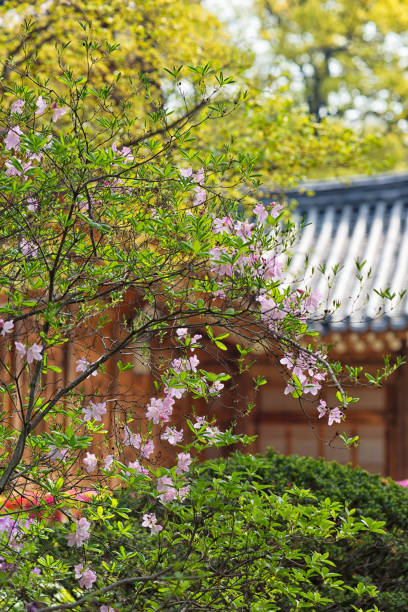 istock Azaleas Bloom and Traditional Korean Hanok 1483447579
