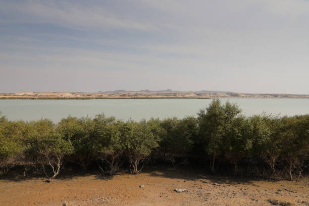 istock Coastal area of Abu Dhabi 1483448627