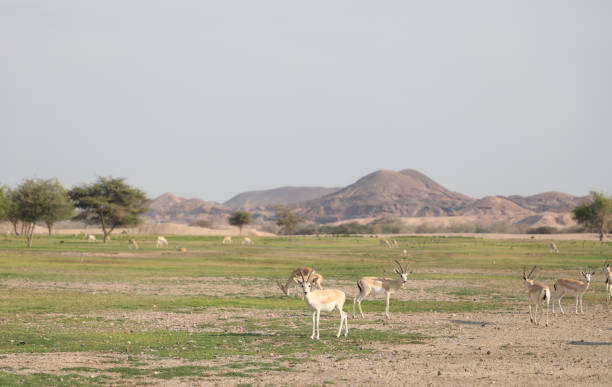 istock Coastal area of Abu Dhabi 1483448696