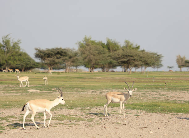 istock Coastal area of Abu Dhabi 1483448714