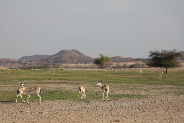 istock Coastal area of Abu Dhabi 1483448715