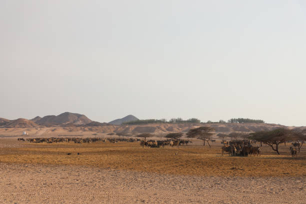 istock Coastal area of Abu Dhabi 1483449231