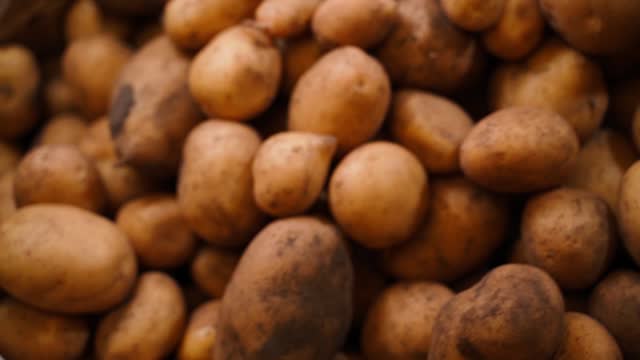 A lot of white potatoes close-up, top view. Smooth camera movement