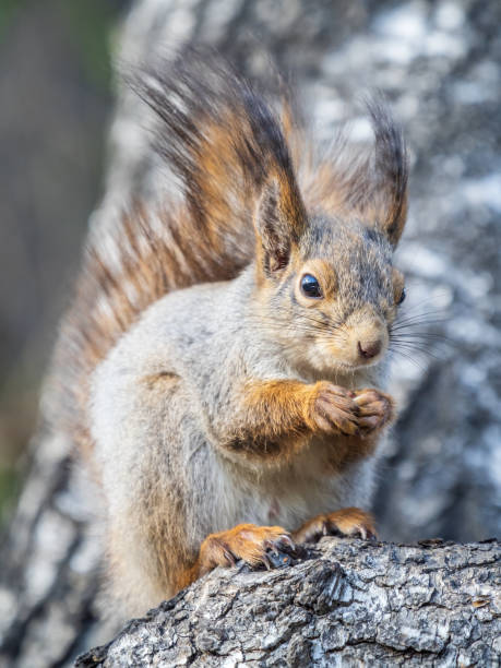 istock The squirrel with nut sits on a branches in the spring or summer. 1483449454