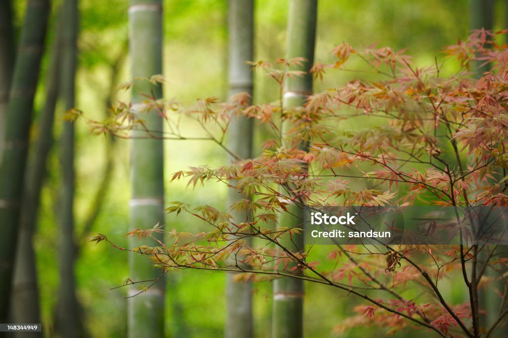 Primavera na floresta de bambu - Foto de stock de Abstrato royalty-free