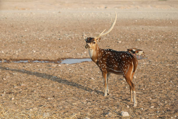 istock Coastal area of Abu Dhabi 1483449624