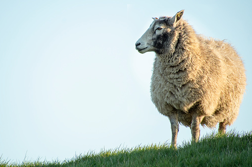 Adorable lamb coming towards the camera