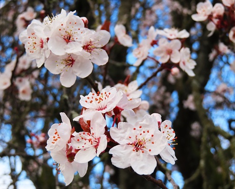 Beautiful Plum Blossom Bright Closeup White Flowers In Early Spring