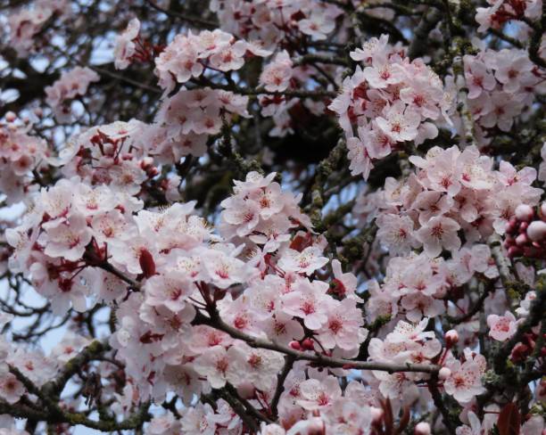 istock Beautiful Plum Blossom Bright Closeup White Flowers 1483451333