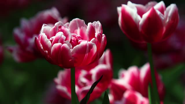 Close up of beautiful tulips blooming sway in the wind.