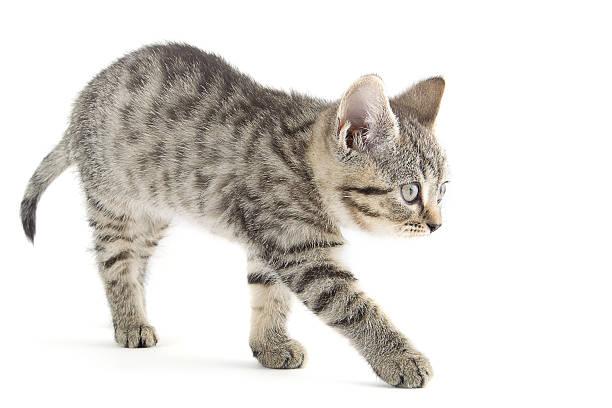 Little striped kitten stock photo