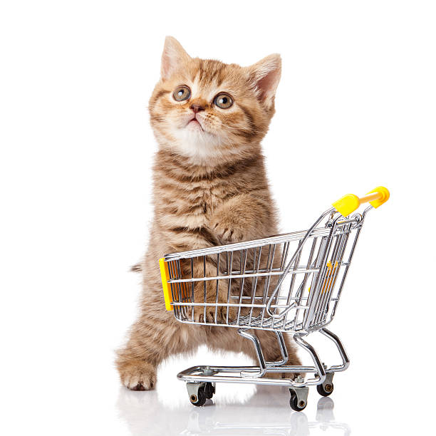 istock british cat with shopping cart isolated on white. kitten osolate 148345522