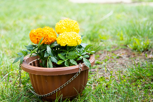 Yellow and orange marigold seedlings with roots are prepared for planting in the open ground in spring. Unpretentious garden flowers in the hands of a gardener, flower bed and yard care