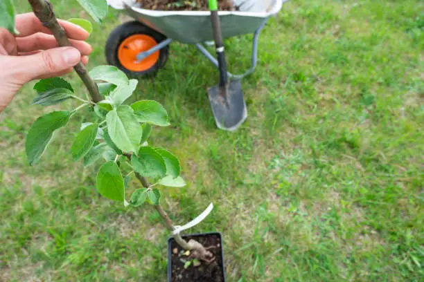 Photo of An apple tree seedling in the garden is prepared for planting in the open ground. Fruit tree from the nursery, growing organic fruits on your site