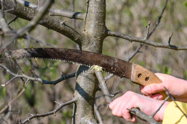 istock Pruning a tree with a hand saw in the spring 1483458797