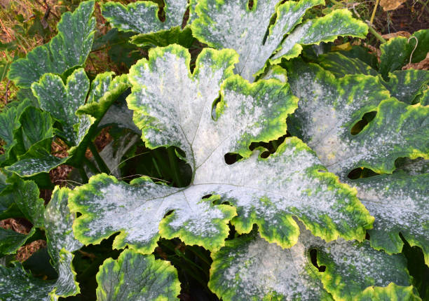 Zucchini leaves. affected by powdery mildew. Powdery mildew is a fungal disease that affects a wide range of plants. Zucchini leaves. affected by powdery mildew. mildew stock pictures, royalty-free photos & images