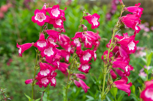 Close up of a penstemon flower in bloom