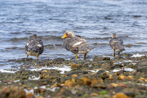 Flightless Falkland Steamer Ducks (Tachyeres brachypterus) in the Falkland Islands