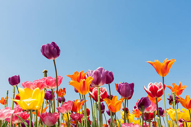 incredibile tulipani multicolore contro un cielo blu - spring tulip field flower foto e immagini stock