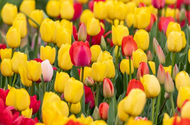 istock tulips of different colors 1483467779