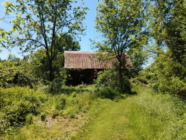 istock old dilapidated wooden barn structure with tall grass 1483467962