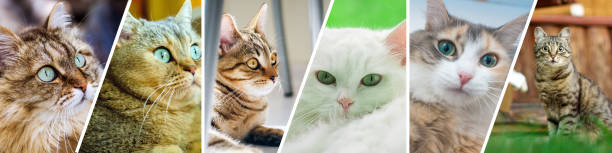 istock Collage of cats depicted on the banner. Pets, different emotions. Horizontal format 1483468045