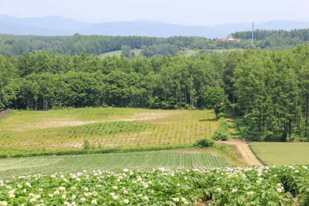 istock Summer field of potatoes in bloom 1483468085