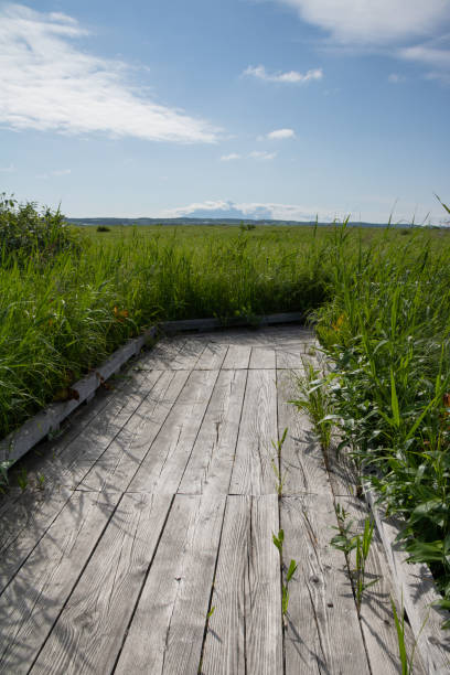 istock Wooden path in the marshland 1483468600