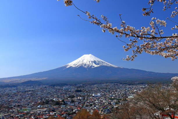 istock View of Mt. Fuji with cherry blossom (sakura ) in spring 1483470024