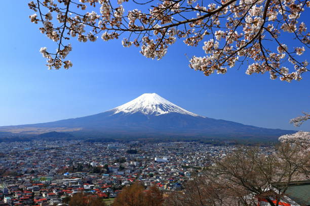 istock View of Mt. Fuji with cherry blossom (sakura ) in spring 1483470047