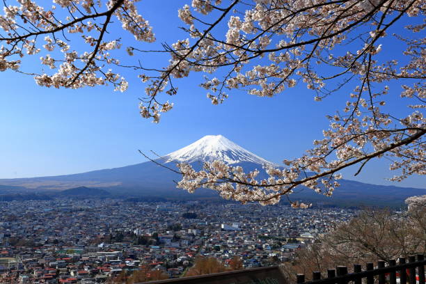 istock View of Mt. Fuji with cherry blossom (sakura ) in spring 1483470052
