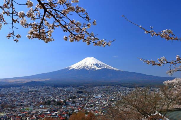 istock View of Mt. Fuji with cherry blossom (sakura ) in spring 1483470070