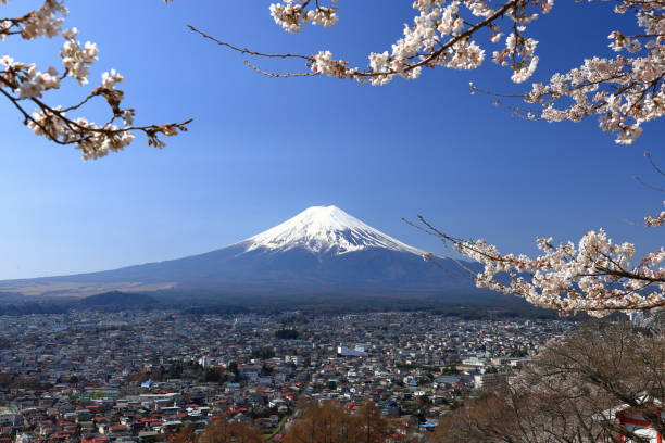 istock View of Mt. Fuji with cherry blossom (sakura ) in spring 1483470097