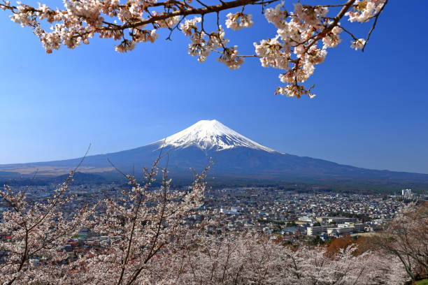 istock View of Mt. Fuji with cherry blossom (sakura ) in spring 1483470191